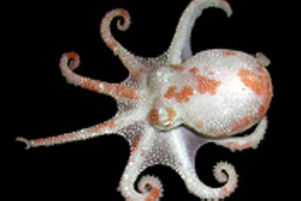 Kraken 26at