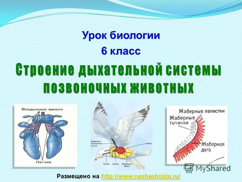 Кракен даркнет официальный